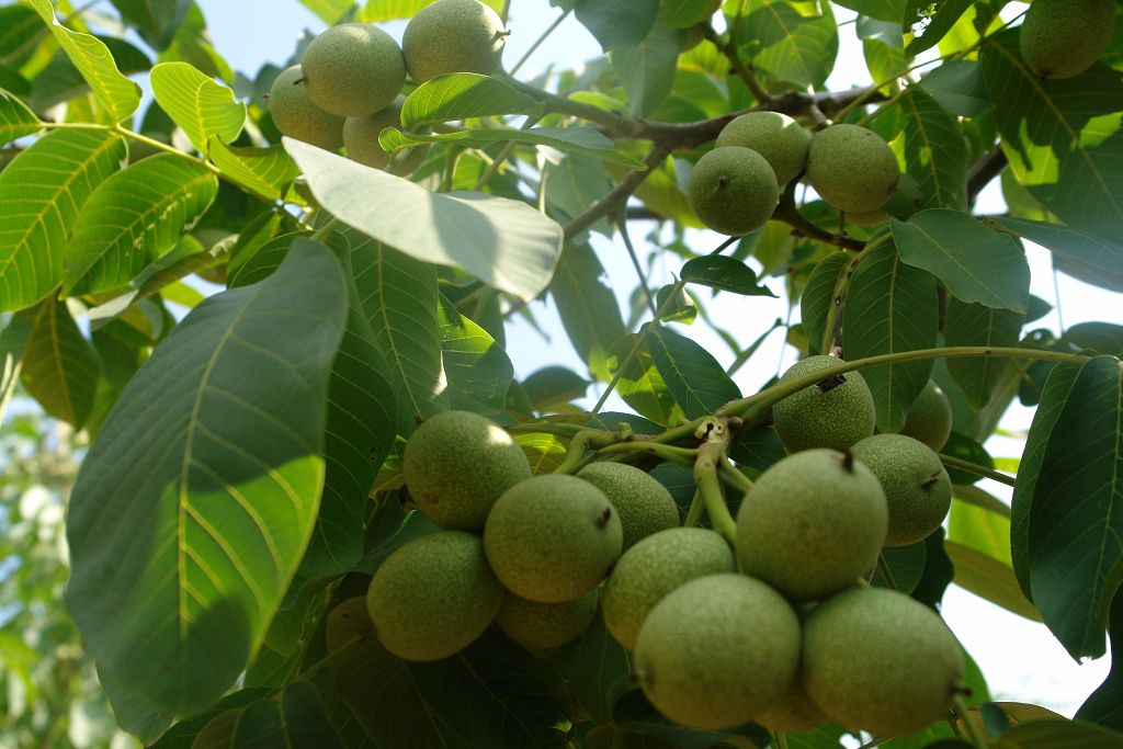 核桃树的植物学特征,核桃树的果实形状及颜色