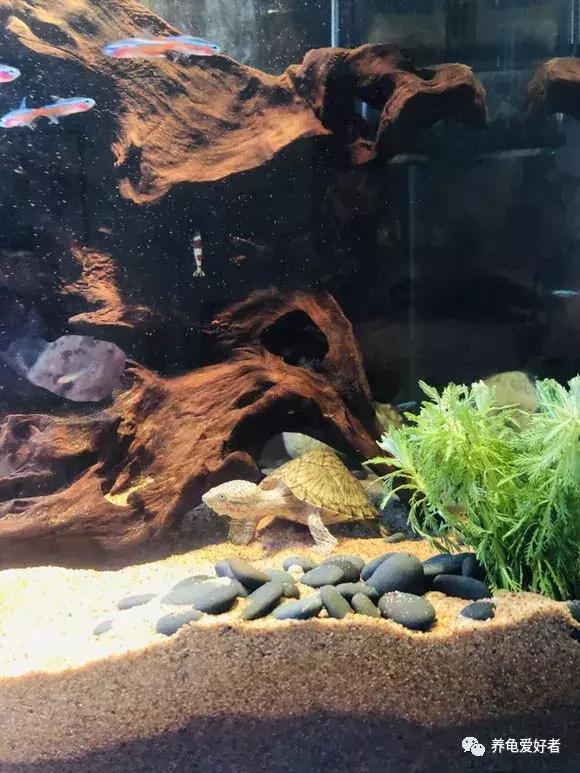 diy龟缸除油膜,生态龟缸里的油膜怎么去除