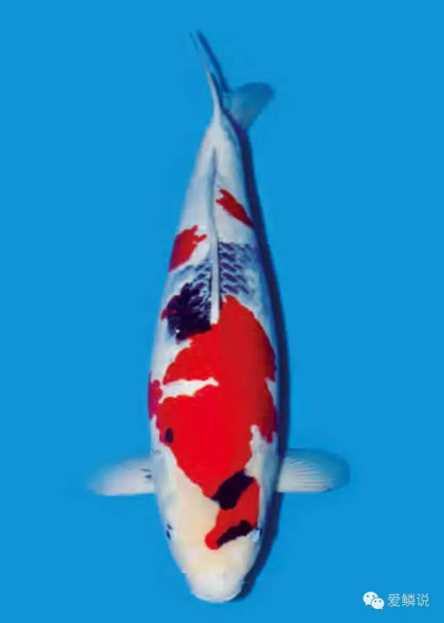 锦鲤尾巴充血是什么原因,锦鲤经常充血是什么原因