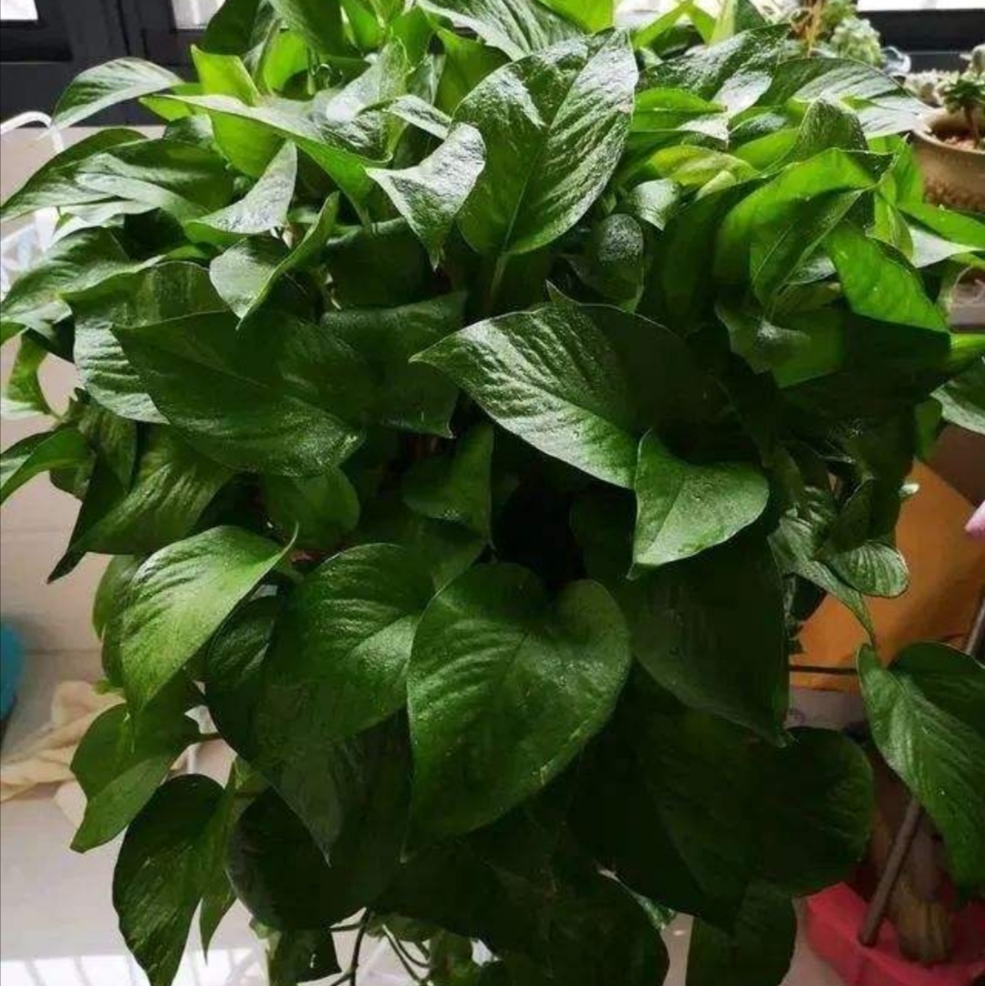 绿萝怎么养才更旺盛每天能浇水吗,绿萝怎么浇水才会长得茂盛