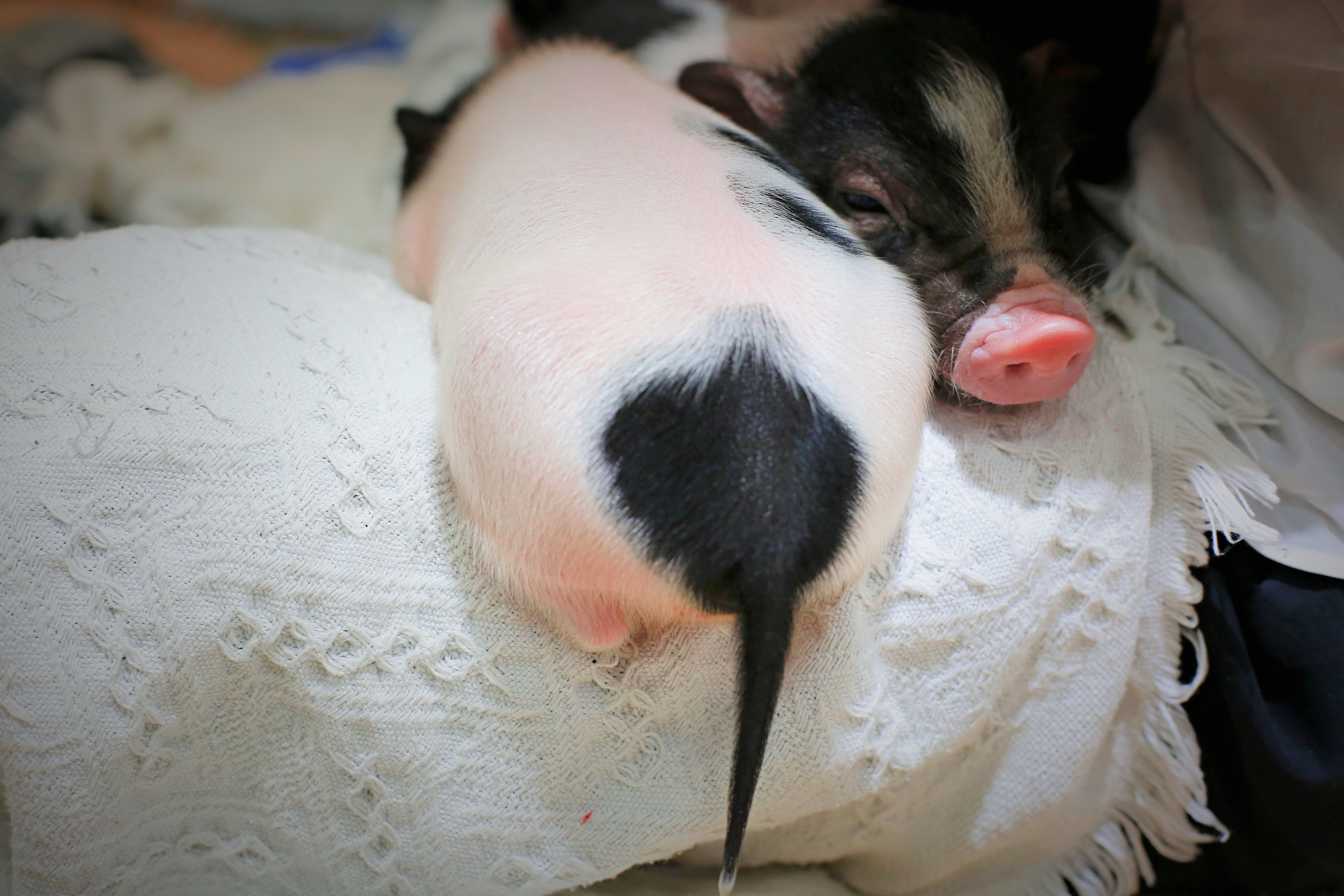 最挣钱的猪场,猪做什么生意最赚钱