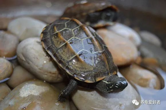 龟龟生病不吃东西喂点什么药,龟为什么养了一段时间就变味了