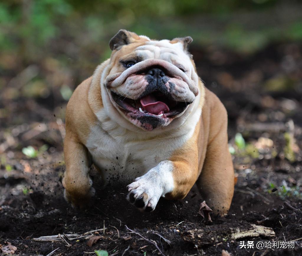 英斗犬和法斗犬区别图片对比大全,法斗犬和英斗犬的区别