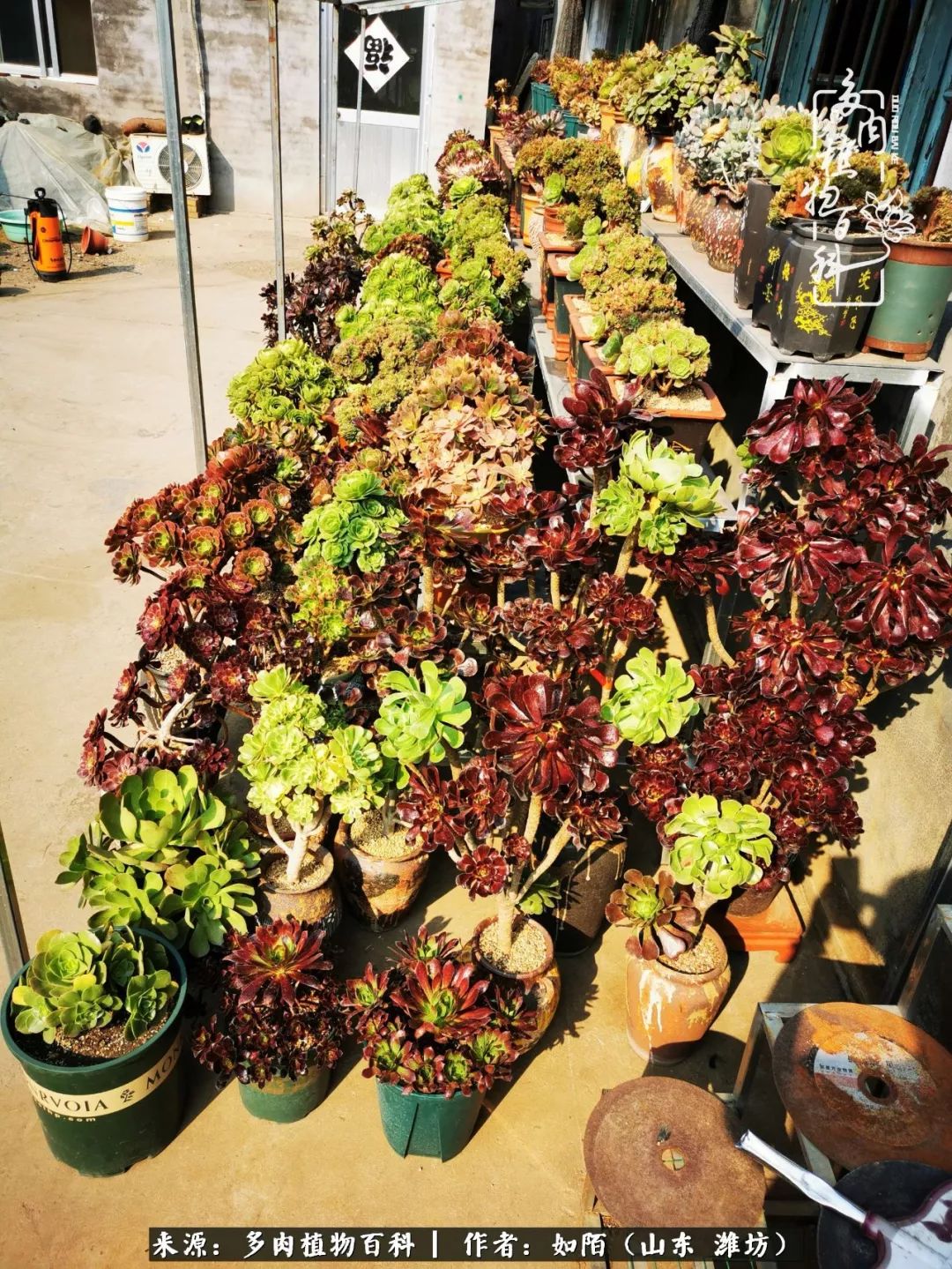 凤凰涅槃,浴火重生!多肉法师圣斗士们的秋天!(附养护经验)