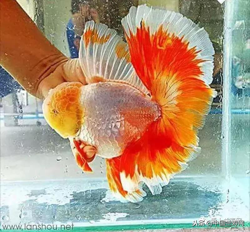 生命力最大的金鱼品种有哪些,十大最好的金鱼品种