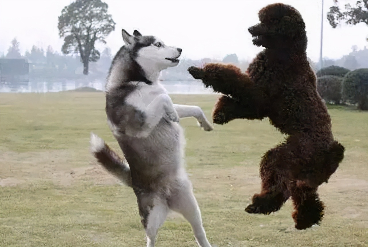 狗狗吃醋推开小主人,狗狗见主人抱猫咪吃醋