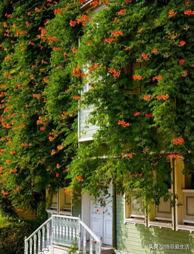 爬墙种植物大全,爬墙类绿植家种