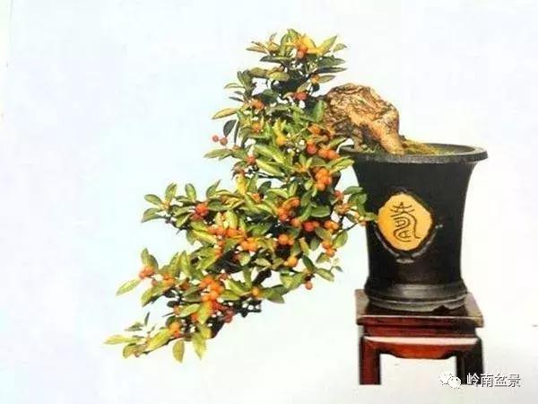 高桩金豆盆景大全,金豆双杆文人盆景欣赏