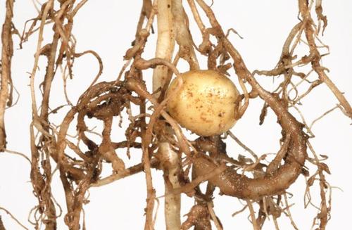 马铃薯线虫病发病原因,马铃薯杀线虫的最佳方法