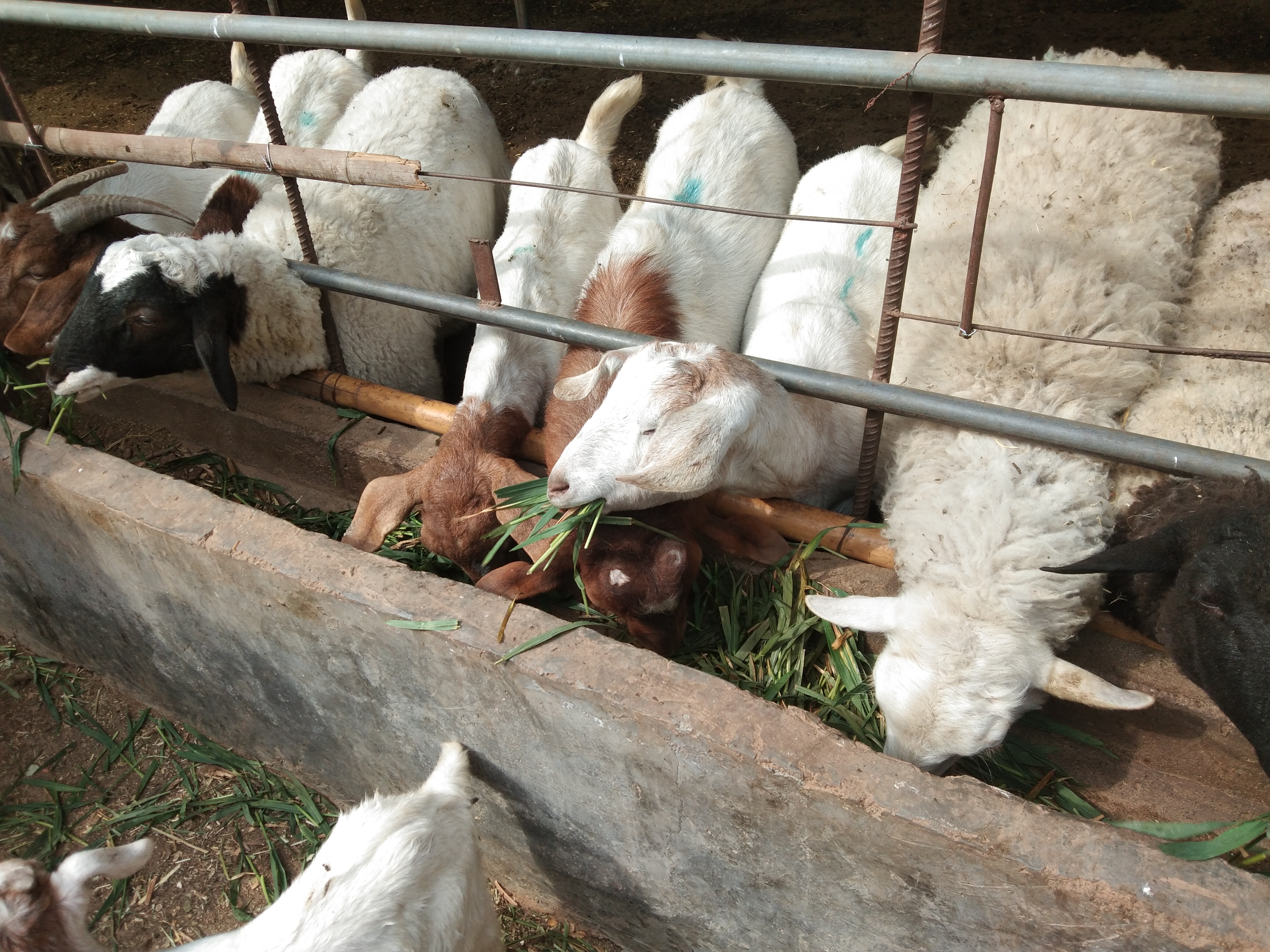 羔羊断尾后瘫软站不起来用什么药,羔羊断尾最佳时间表