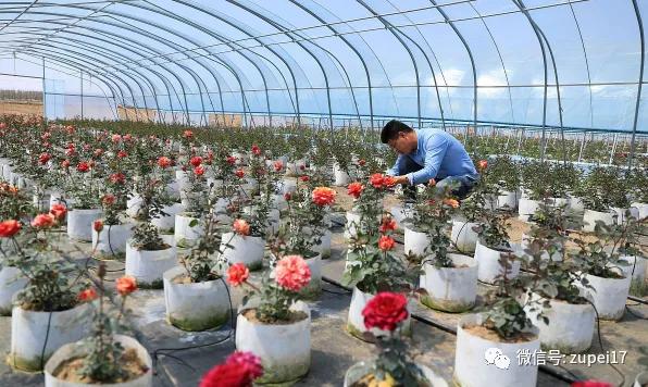 小型温室大棚用什么样的大棚,塑料大棚对比玻璃大棚