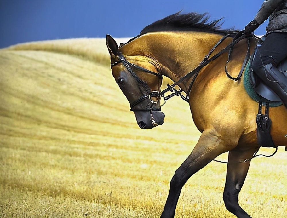 汗血宝马是土库曼斯坦国宝,汗血宝马是土库曼斯坦的国宝