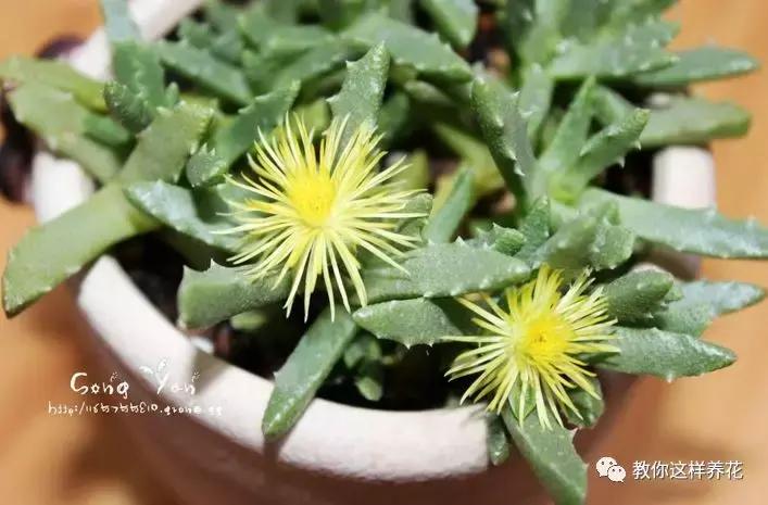 净化空气的十种花,家里养这4种花清新怡人