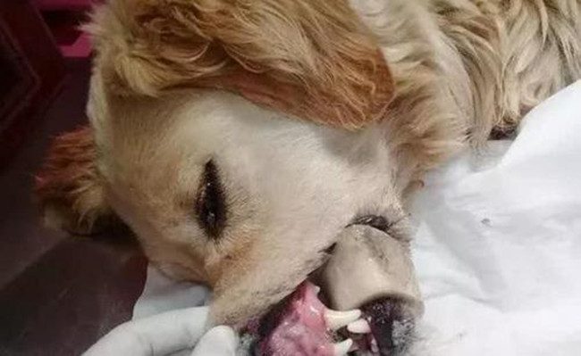 金毛啃骨头啃到一半被拿走,金毛啃骨头的时候