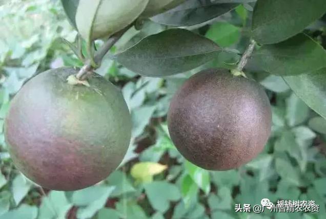 柑橘果锈病怎么防治,柑橘锈蜘蛛防治药剂