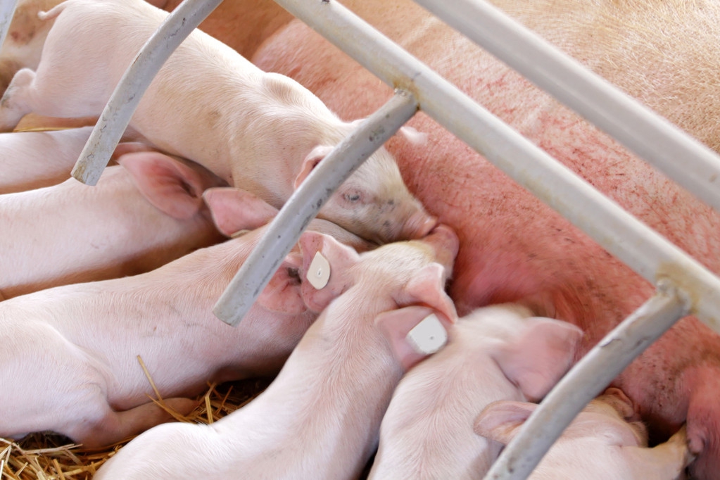 外购仔猪腹泻怎么治,仔猪拉红痢不要慌这里有妙招