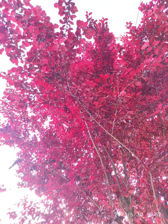 鎵撳崱闀垮畨鍙ゅ煄,鎵撳崱闀垮畨鏁呴噷