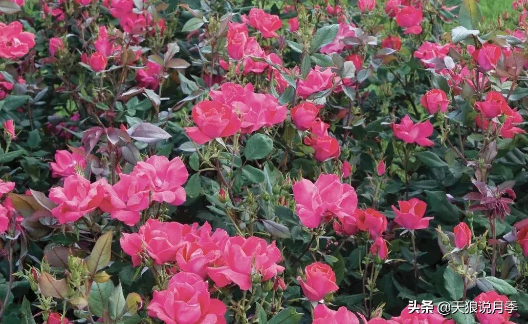 哪些月季品种抗病强,抗病性好月季有哪些
