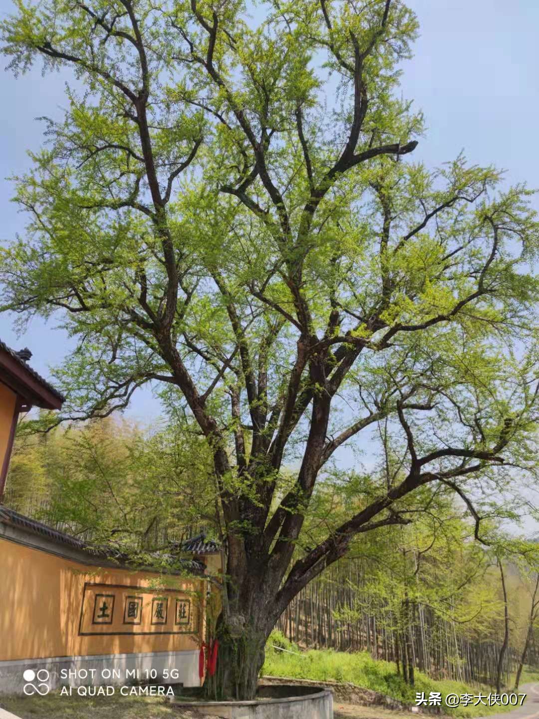 宜兴竹海游记,宜兴竹海攻略一日游自驾游