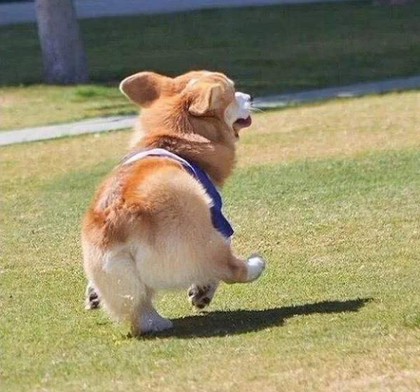 养这几种狗真的很费钱,饲养起来最费钱的狗狗是什么狗