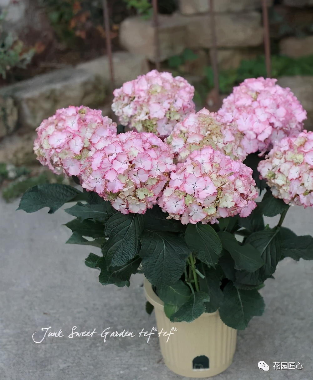 最漂亮的十种绣球,最省心的绣球