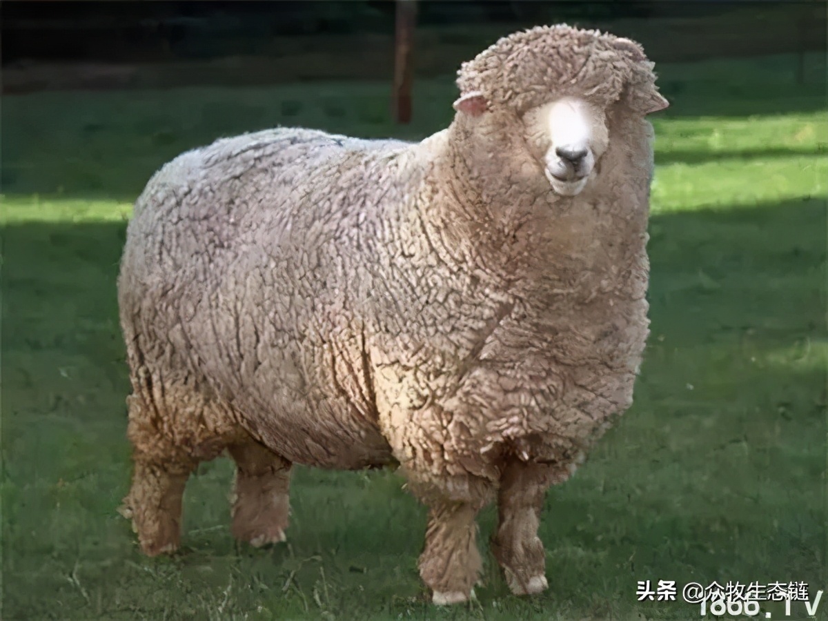 世界上最好的羊是哪个羊,世界最好的羊排名前十