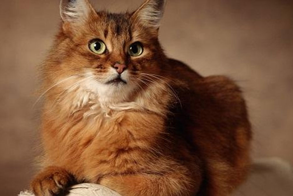 猫的耳朵好像发热是怎么回事,猫为什么耳朵热