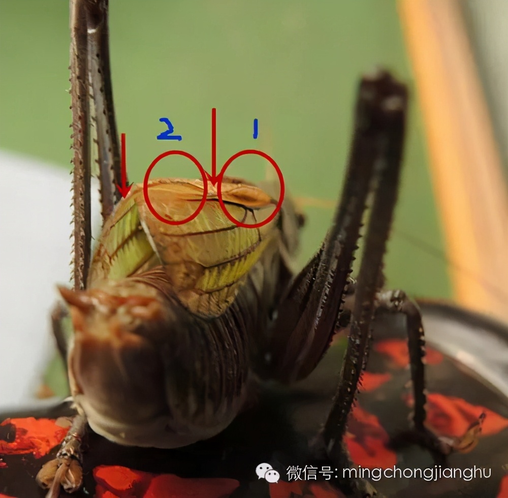 冬蝈蝈怎么挑选,介绍蝈蝈的说明方法