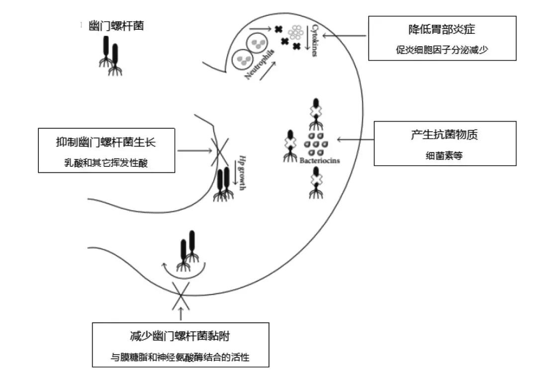 益生菌在幽门螺杆菌根除治疗中能够起到什么作用？