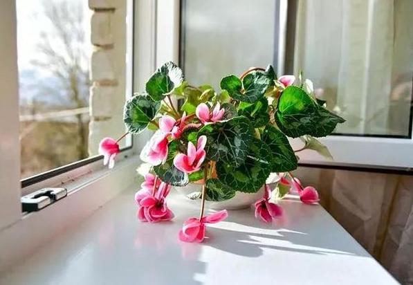 花土结块,怎么防止花土结块