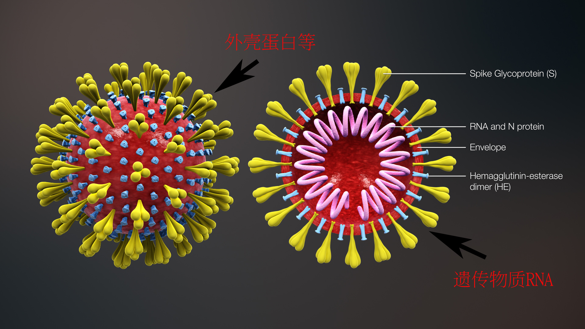新型冠状病毒pcr检测操作规程,冠状病毒核酸检测pcr试剂