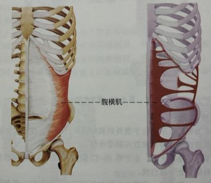 五个动作七天练出马甲线,每天坚持做六个动作瘦全身
