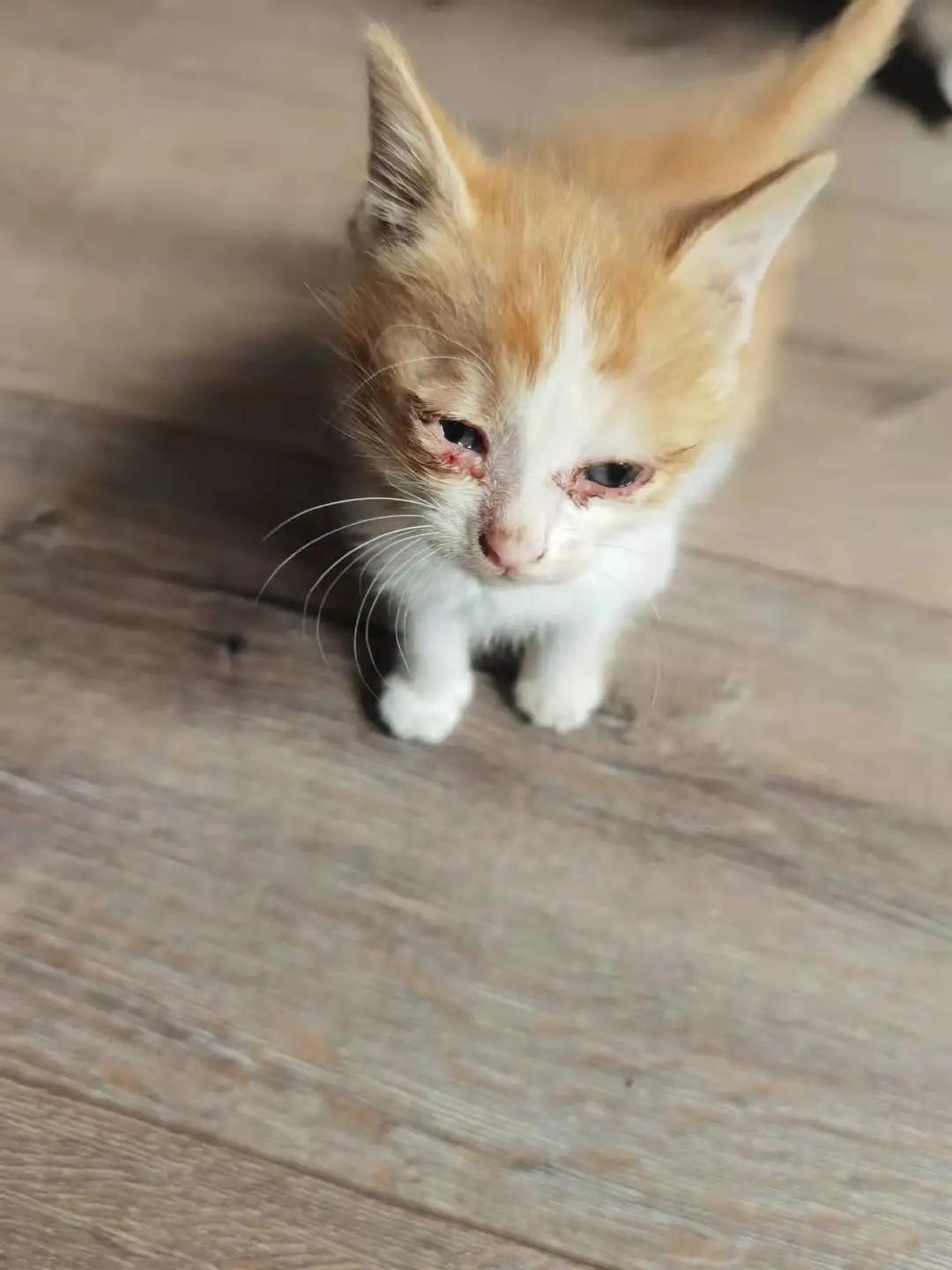 找领养新成员|你好呀，铲屎官