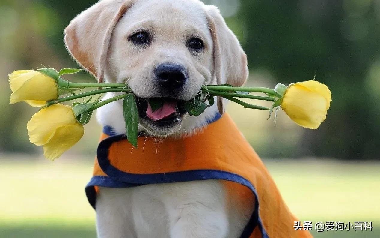 宠物狗的种类图片卡通,狗的种类视频