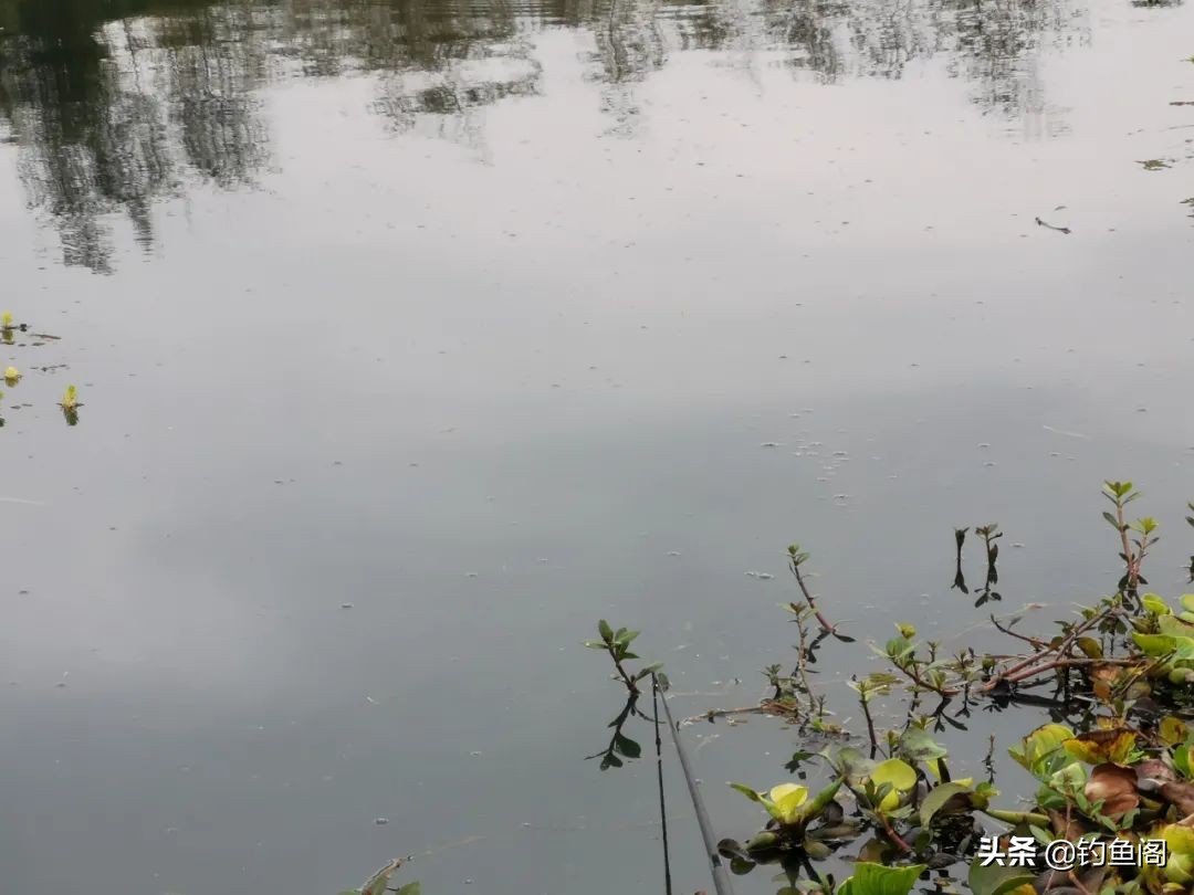 钓鲤鱼要耐心吗,钓鲤鱼要守底