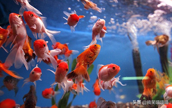 有什么适合宝宝养的宠物动物,最适合婴儿养的七种小动物