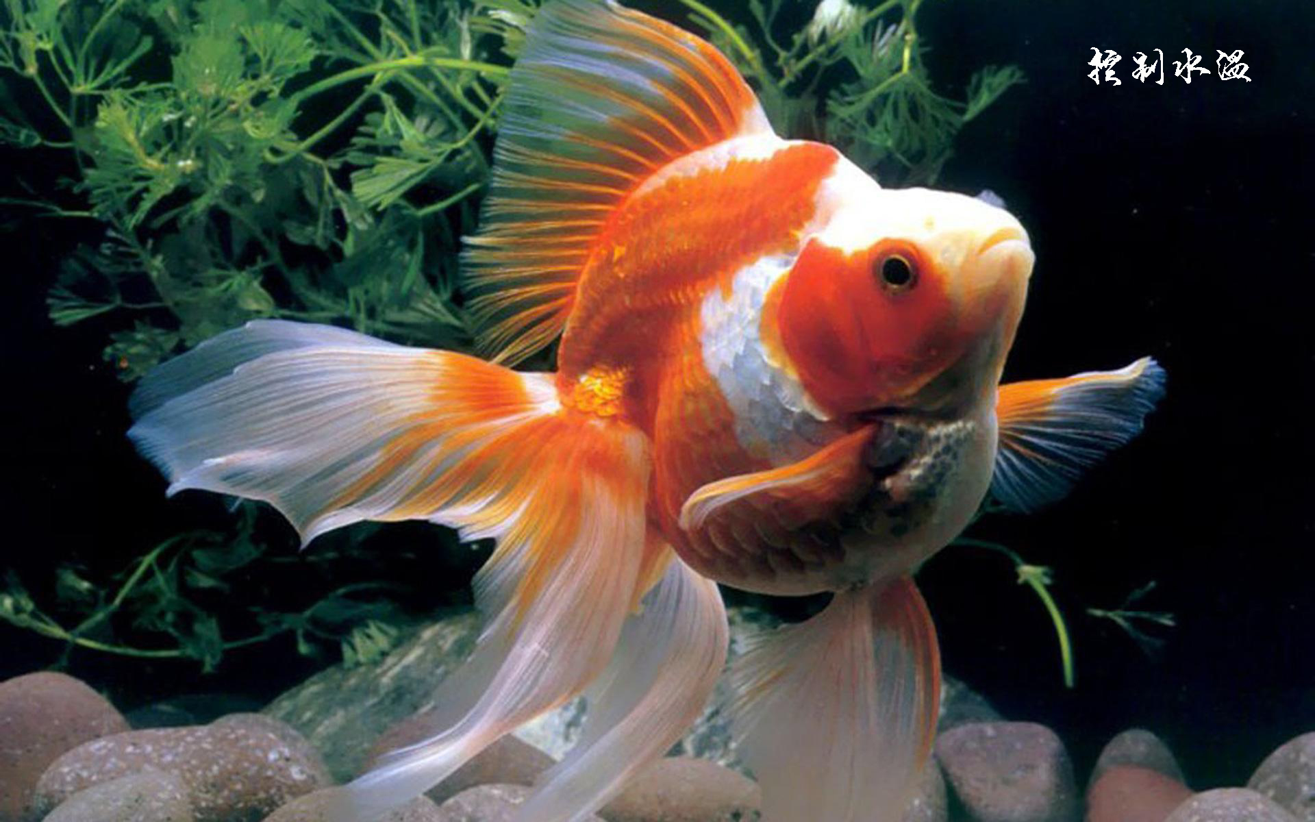 鎏金金鱼能和龙睛混养吗,金鱼需要怎么养