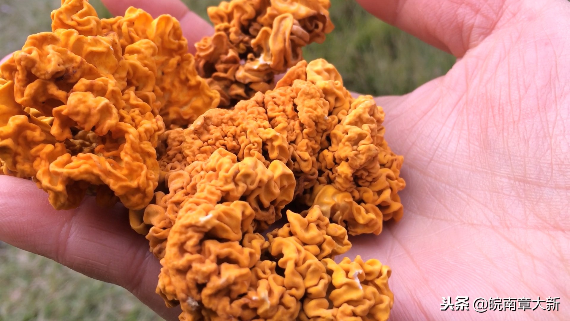 野生金耳和种植的金耳有什么区别,金耳炖汤需要炖多久