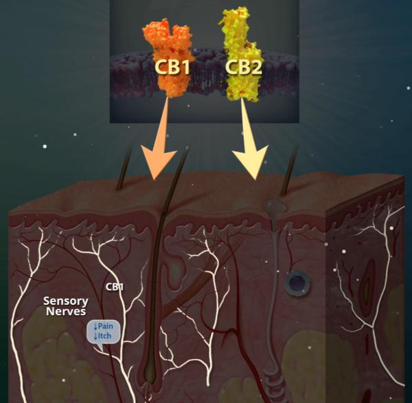 赶上国内圣秋波CBD的热潮，我们先美一步