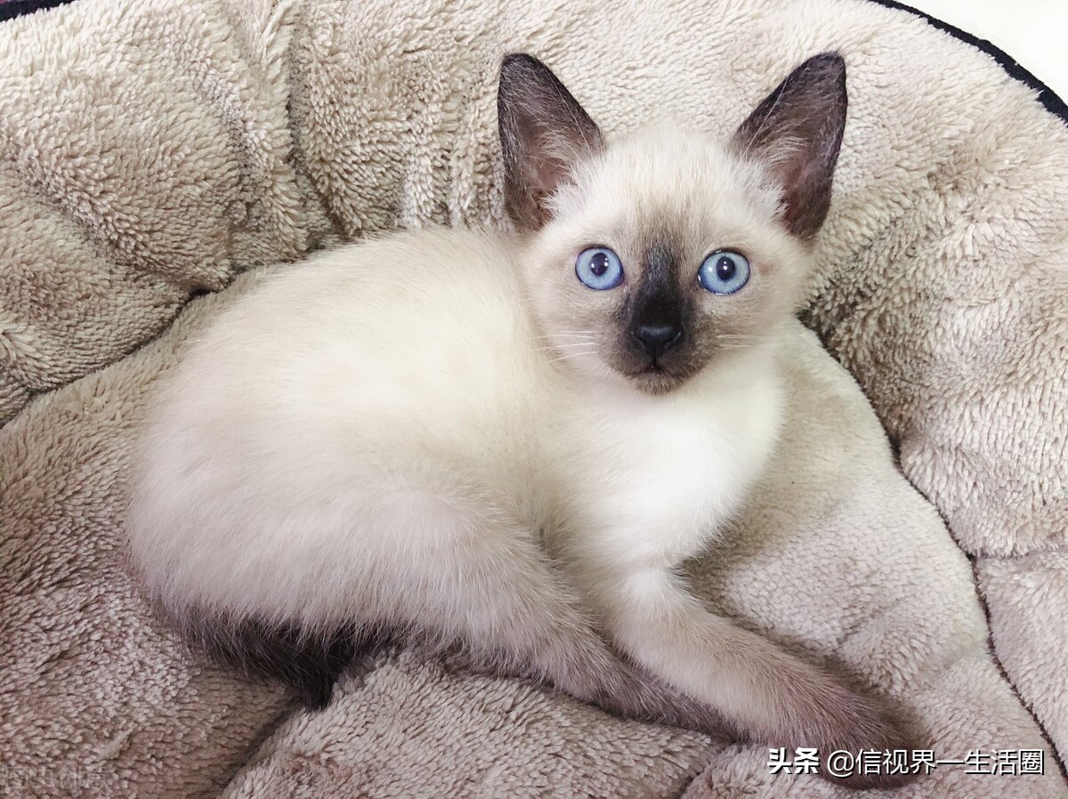 新手养什么宠物既便宜还好养,第一次养什么宠物比较好养又便宜