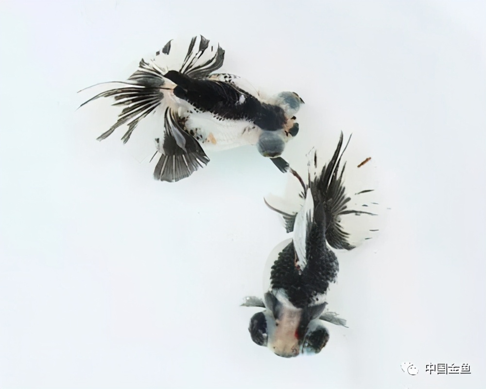 换水4分之一多久一次,换水讲究