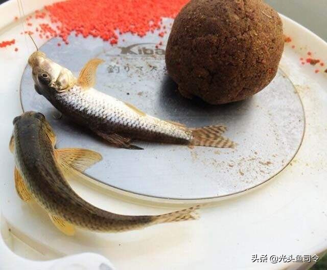 它是钓友们的“噩梦”,又是鱼类的“杀手”但是它又很低调