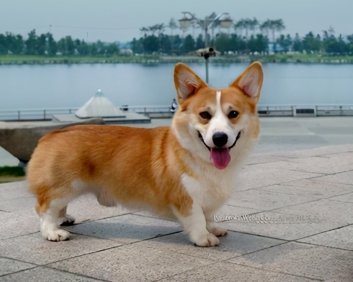 涓浗鍗佸ぇ鍚嶇姮,鑻卞浗鍚嶇姮鎺掕
