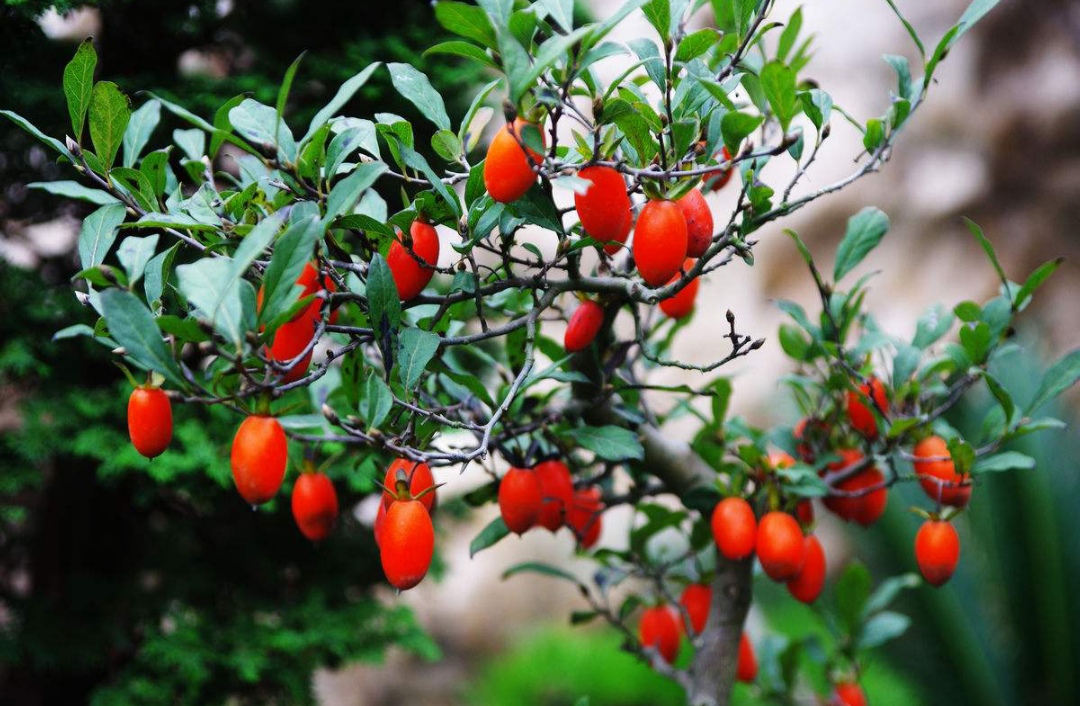 10种最毒花卉,20种大毒花