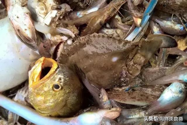 曾是四大海产之一，靠叫声互相识别，却被人类用噪声团灭