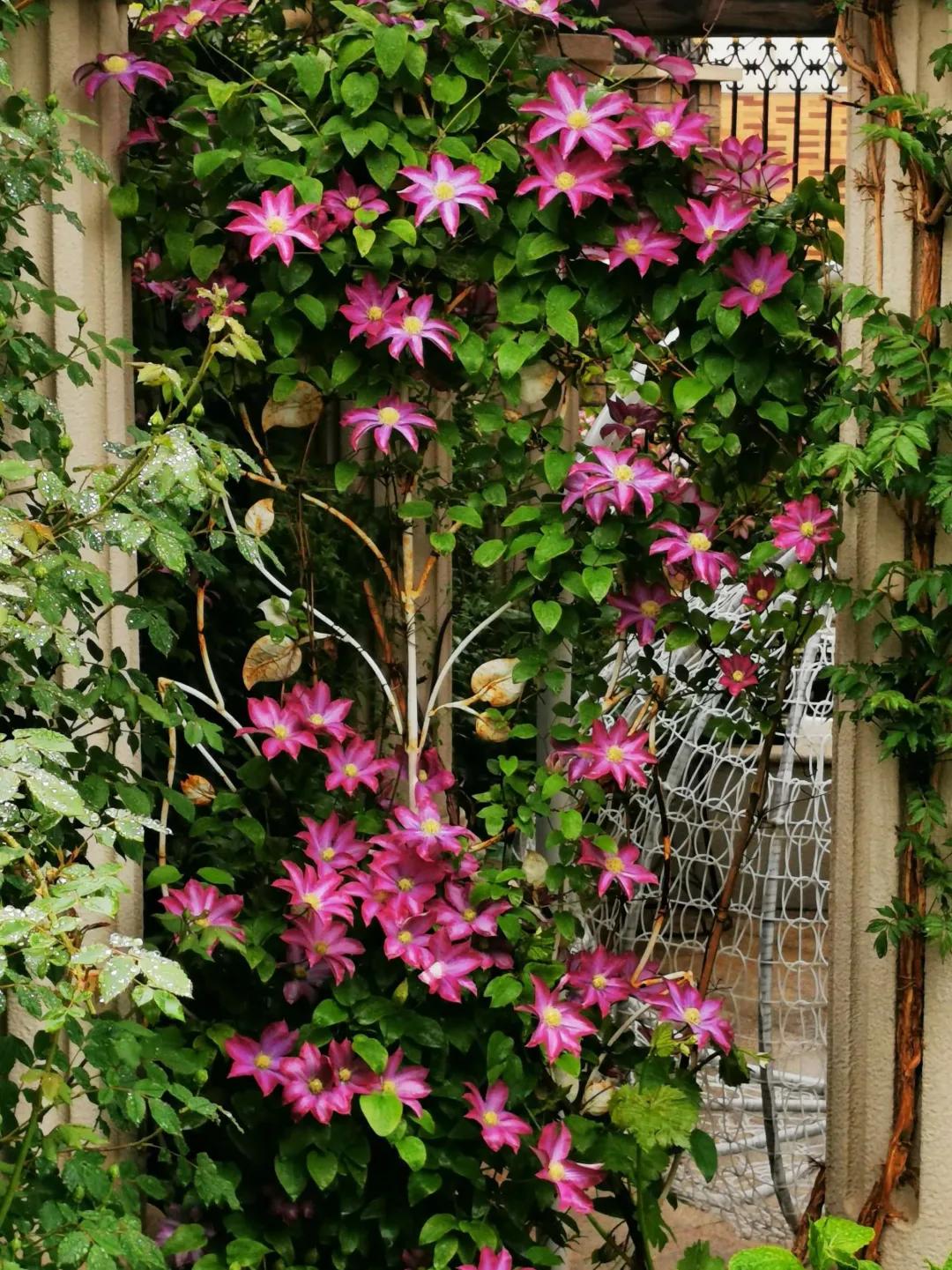 东北花园四季开花植物,北方一年四季都开花的花园