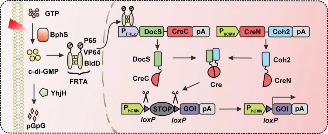脑科学药物,脑科学日报恶性肿瘤微环境分析