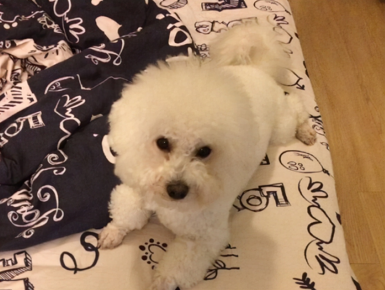 比熊突然特别凶叫怎么办,比熊突然浑身疼是怎么了