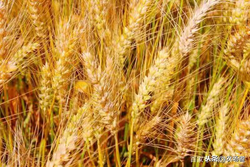 麦子防病何时喷药好,小麦拌种最简单方法
