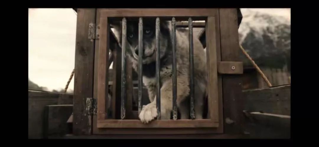 可怕的恶犬电影,伤害小狗电影